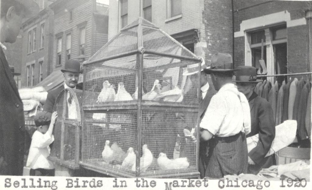 Selling live poultry in the market, Maxwell Street