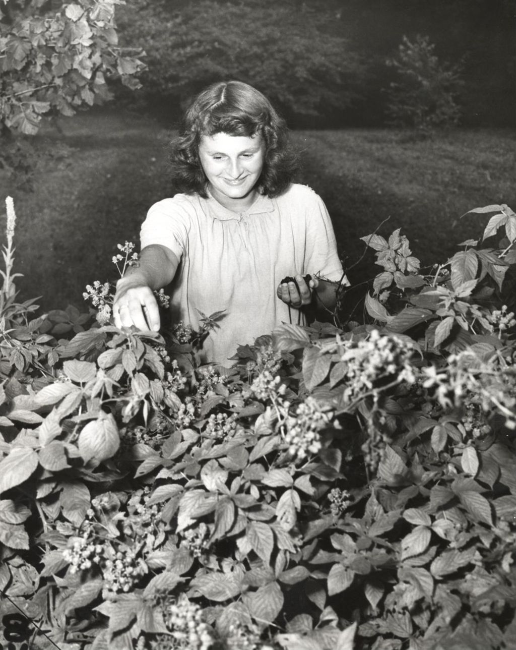 Miniature of Girl picking blackberries at Mark Twain Camp
