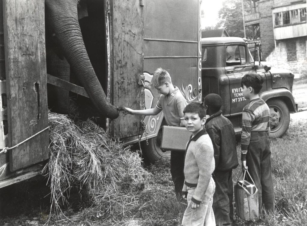 Boys feeding hay to an elephant