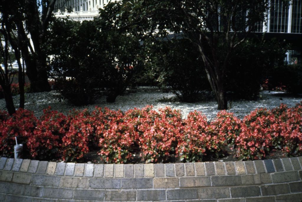 Landscaping at Pioneer Court plaza