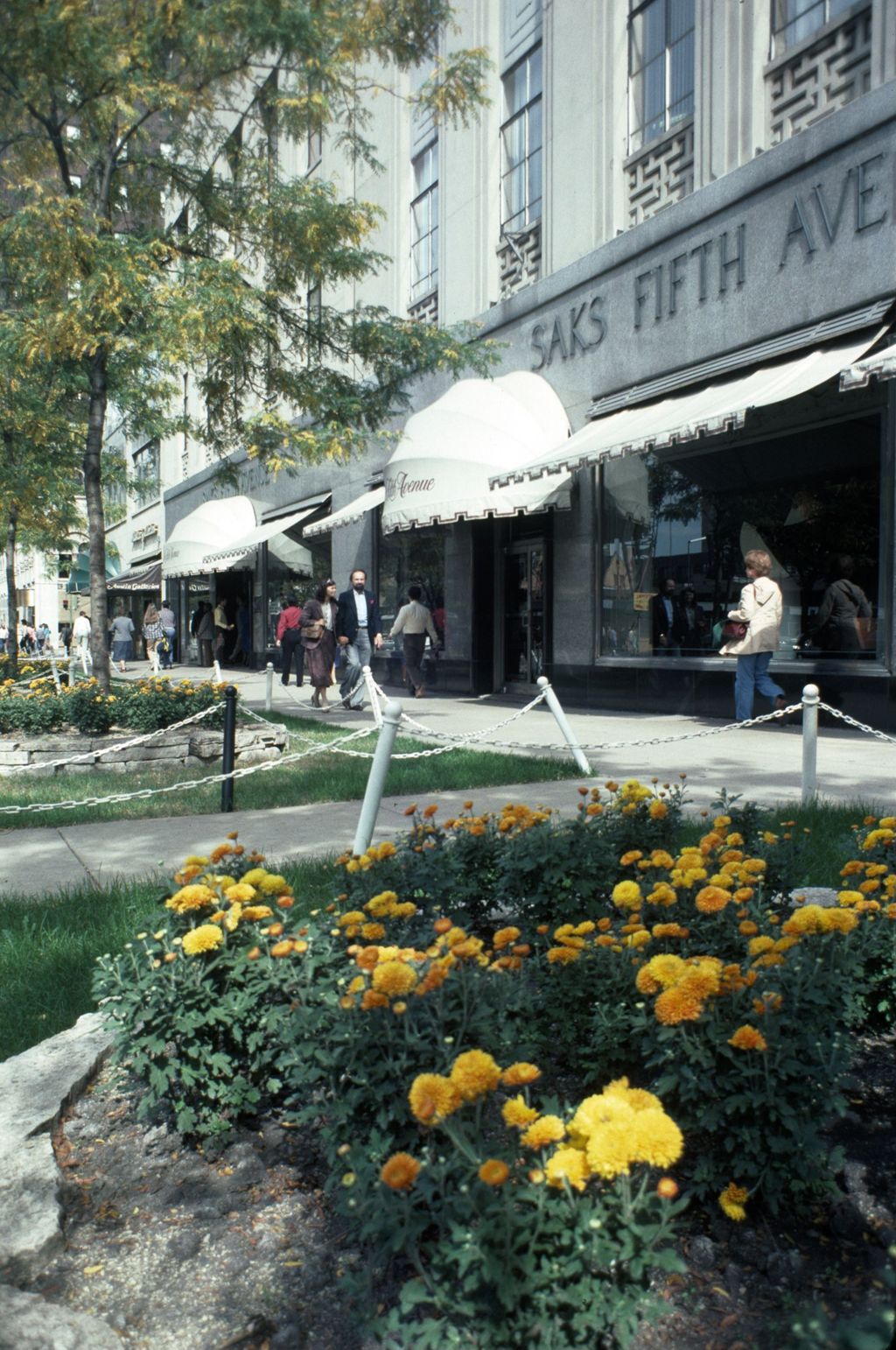 Landscaping along North Michigan Avenue, in front of Saks Fifth Avenue store