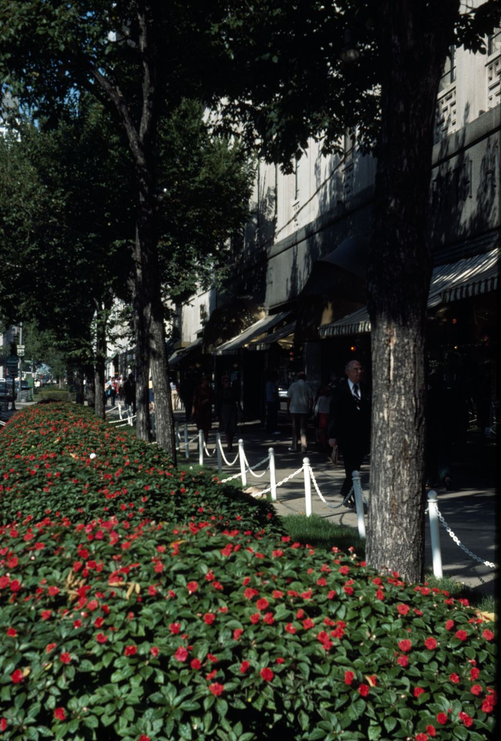 Flower beds in front of Saks Fifth Avenue