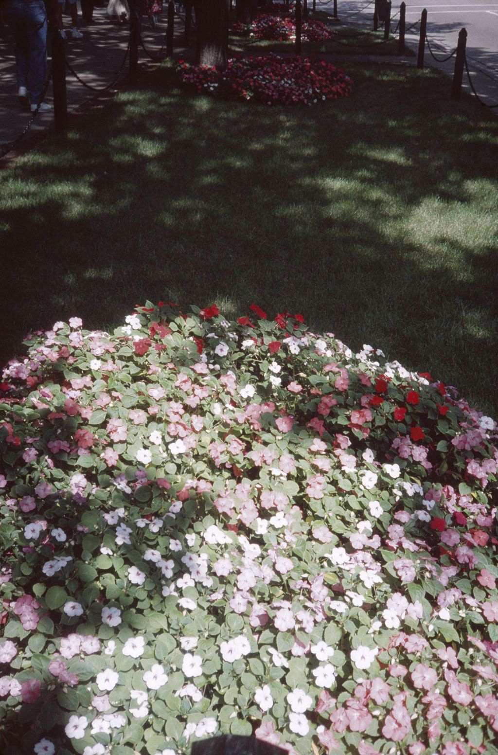 Miniature of Flower bed, North Michigan Avenue