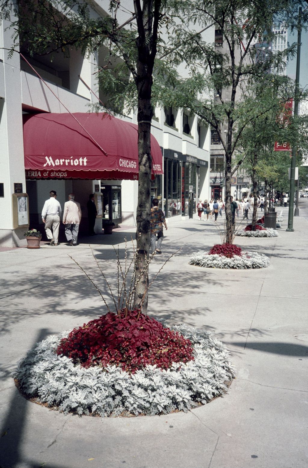 Miniature of Sidewalk plantings, North Michigan Avenue