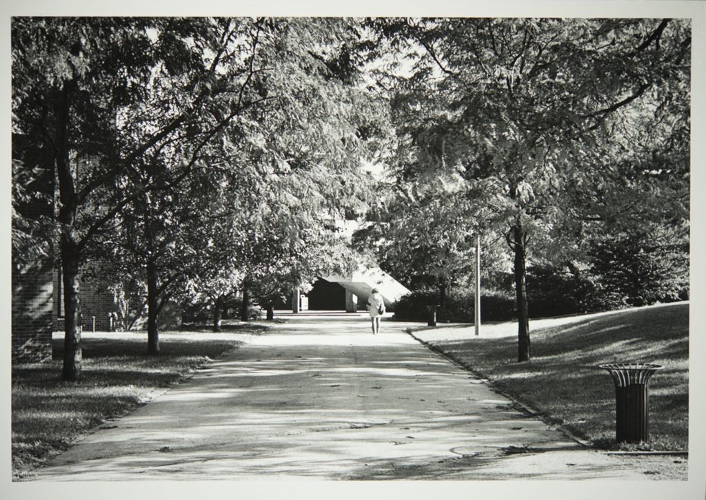 Miniature of Tree-lined sidewalk near the Behavioral Sciences Building