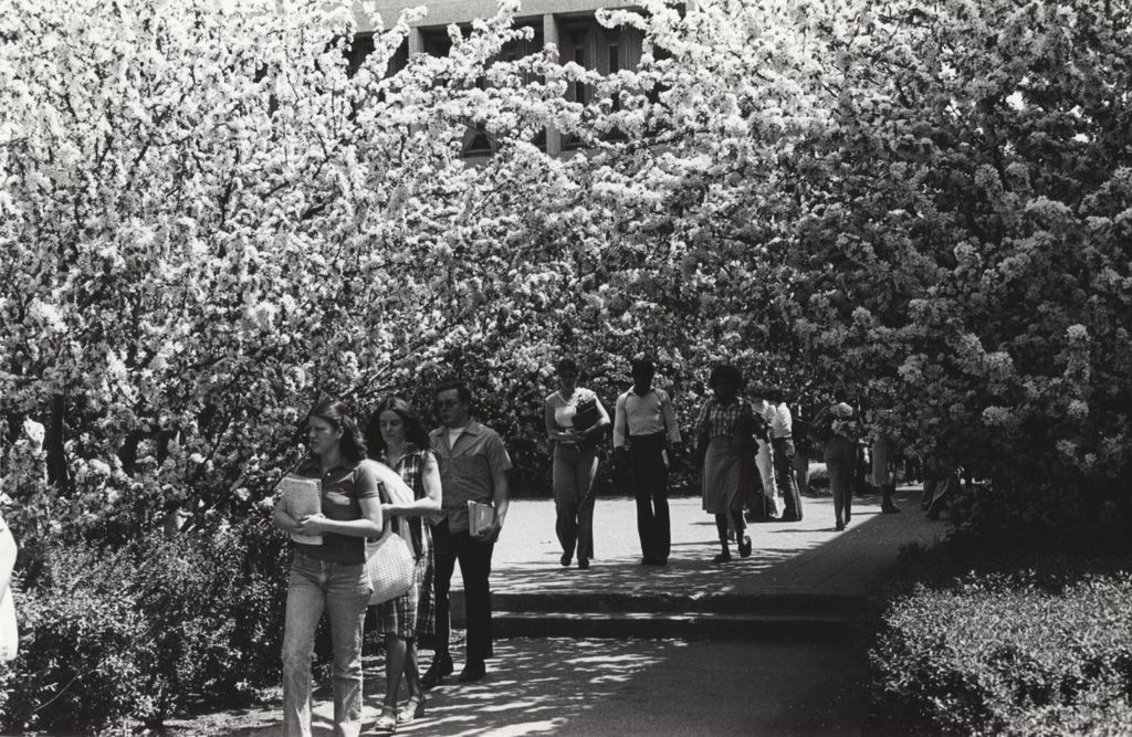 Miniature of Students walking through flowering trees