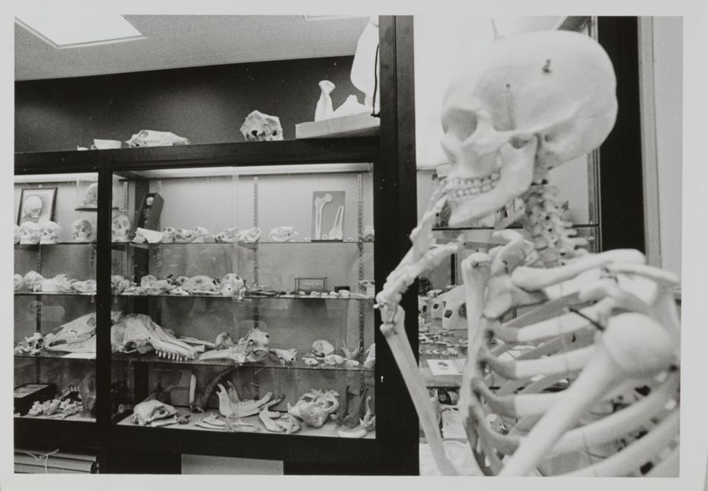 Miniature of Bones in a research lab