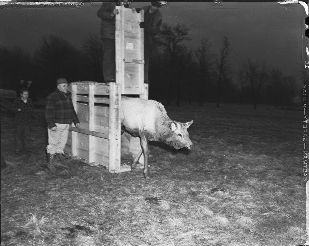 Miniature of Elk being released from crate