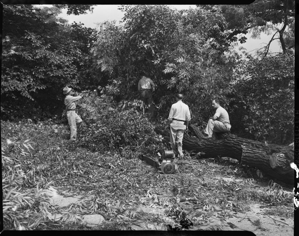 Miniature of Men cutting tree