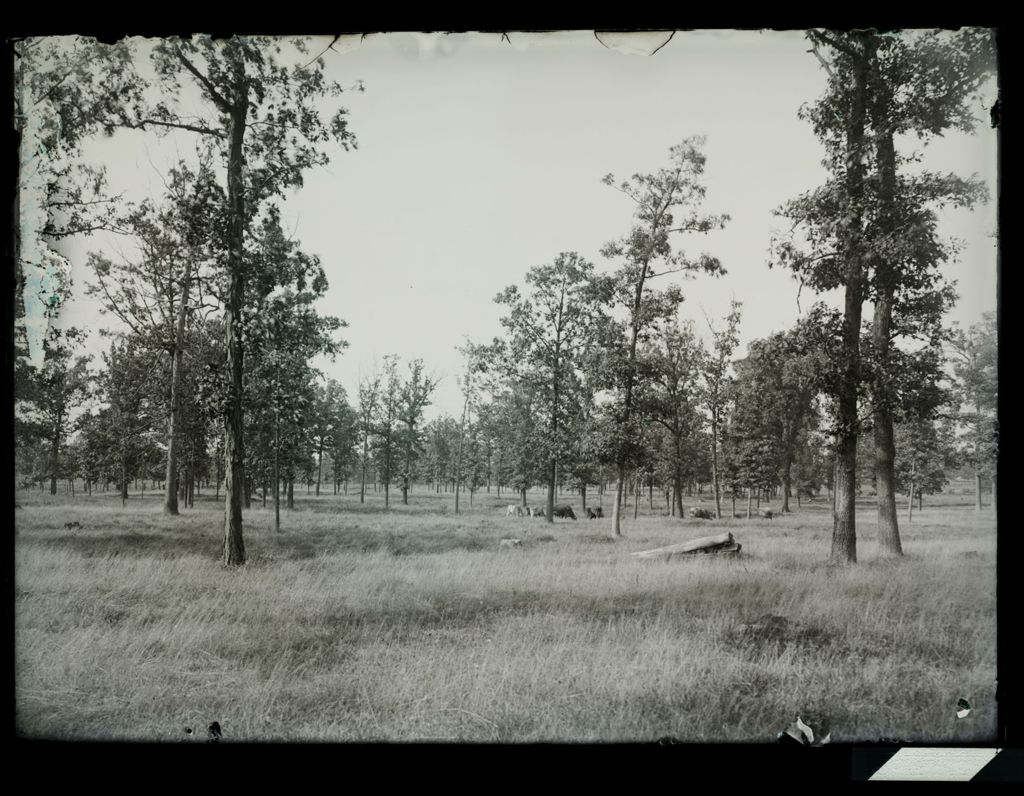 Miniature of Cattle in grove forest on the east side of the Skokie that has been thinned back for pasturing
