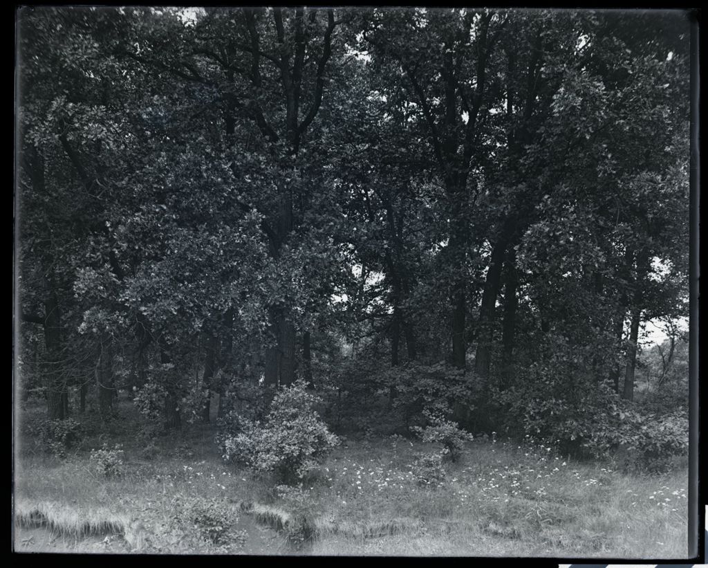 Miniature of Forests - Scene, tree grouping, Schiller woods