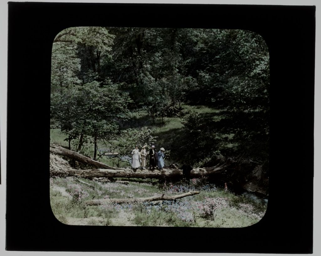 Miniature of Deer Grove Lake - Fallen Tree Bridge