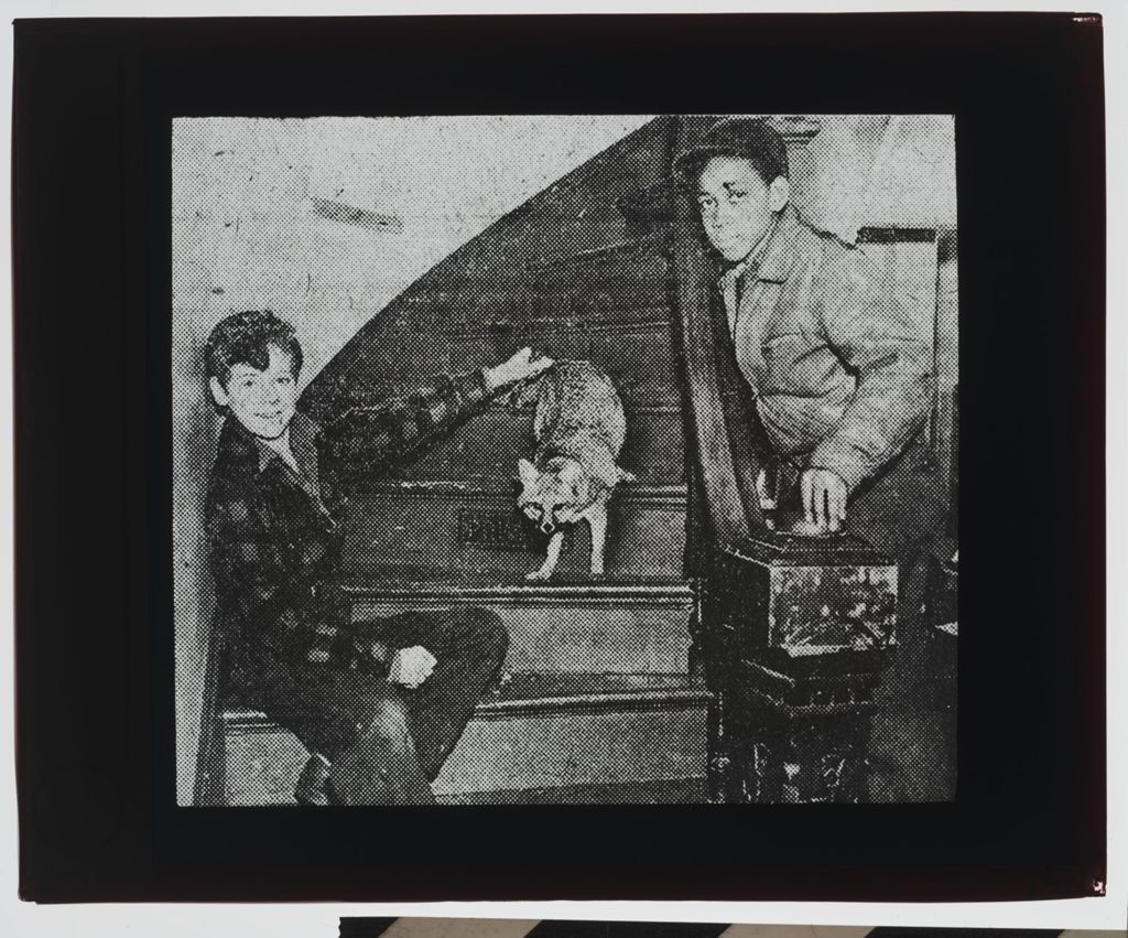 Miniature of Boys with live fox inside Trailside Museum of Natural History in River Forest