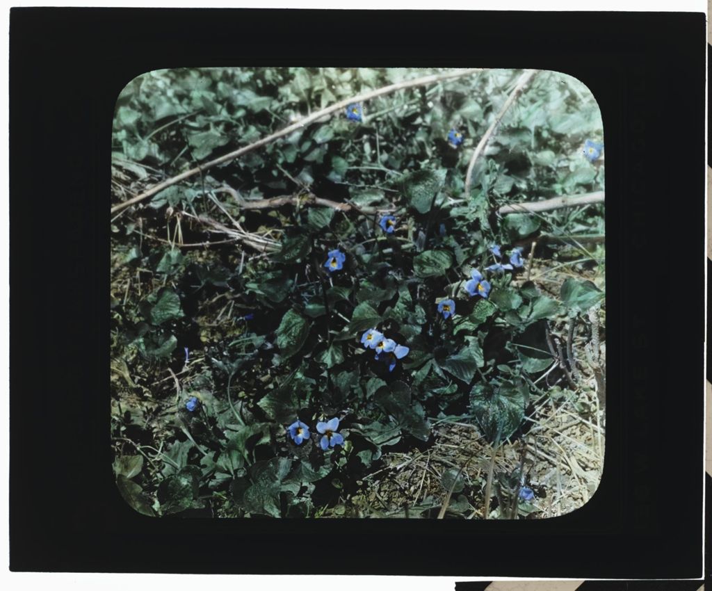 Miniature of Early Spring Flowers