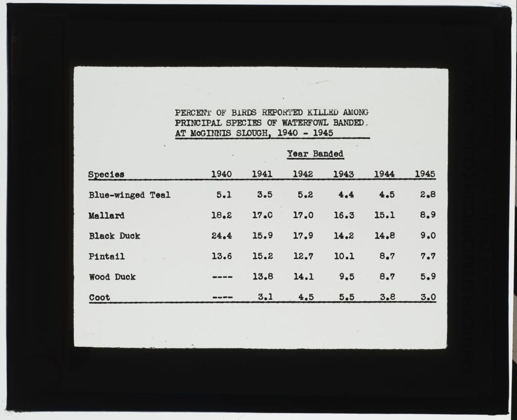 McGinnis Slough 1940 Waterfowl Study, Percent of Birds Reported Killed Among Principle Species Waterfowl Banded at McGinnis Slough