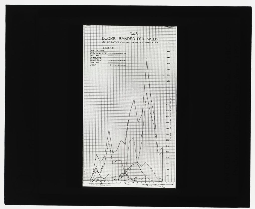 McGinnis Slough 1940 Waterfowl Study, McGinnis Slough, Ducks Banded Graph