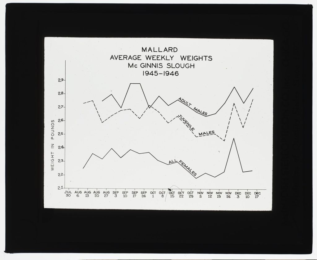 McGinnis Slough 1940 Waterfowl Study, Mallard Weight Graphs