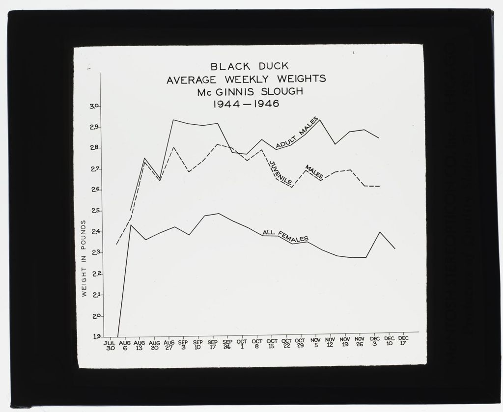 McGinnis Slough 1940 Waterfowl Study, Black Duck Weight Graph