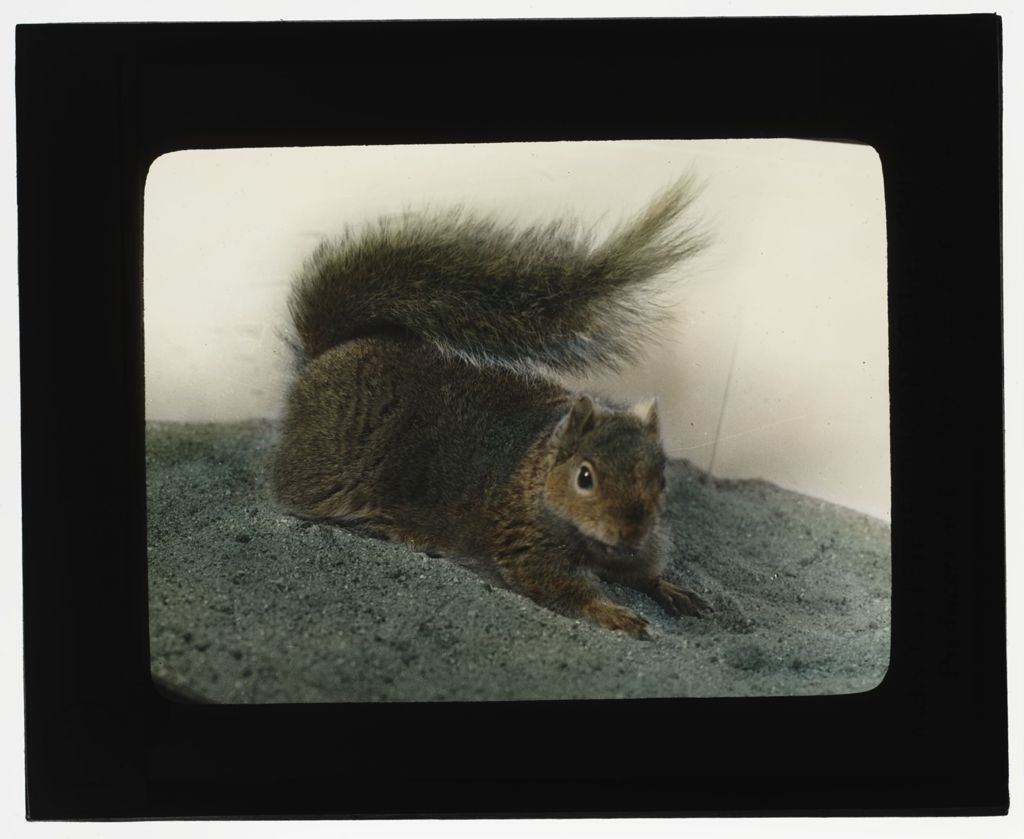Miniature of Squirrel
