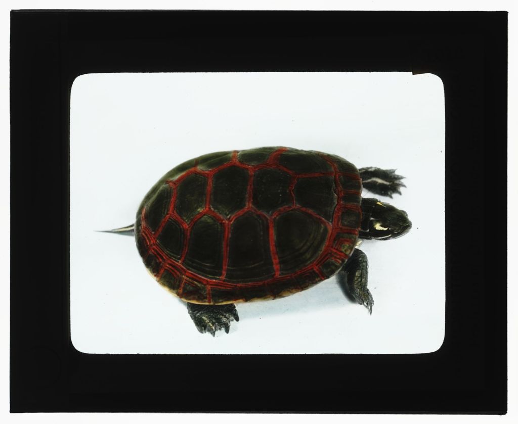 Miniature of Turtle