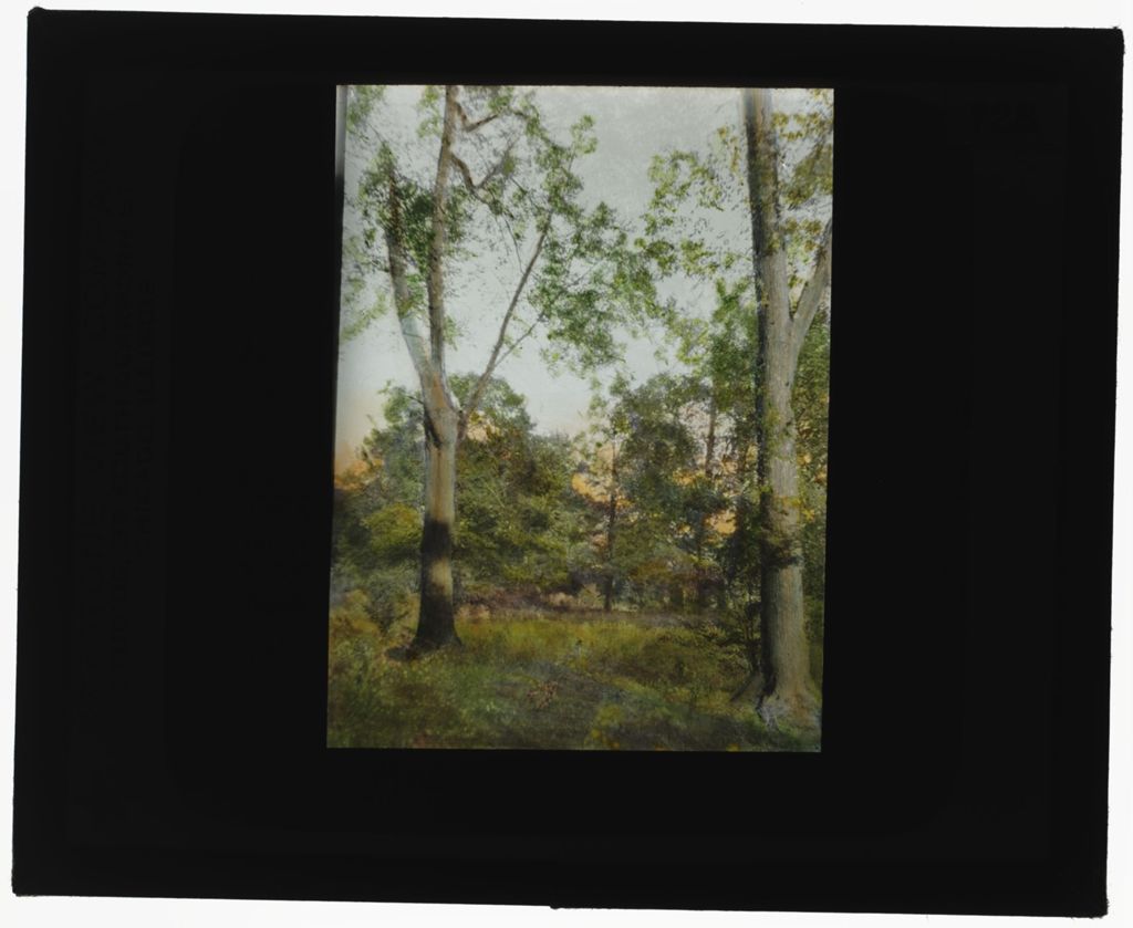 Miniature of Forest Scene