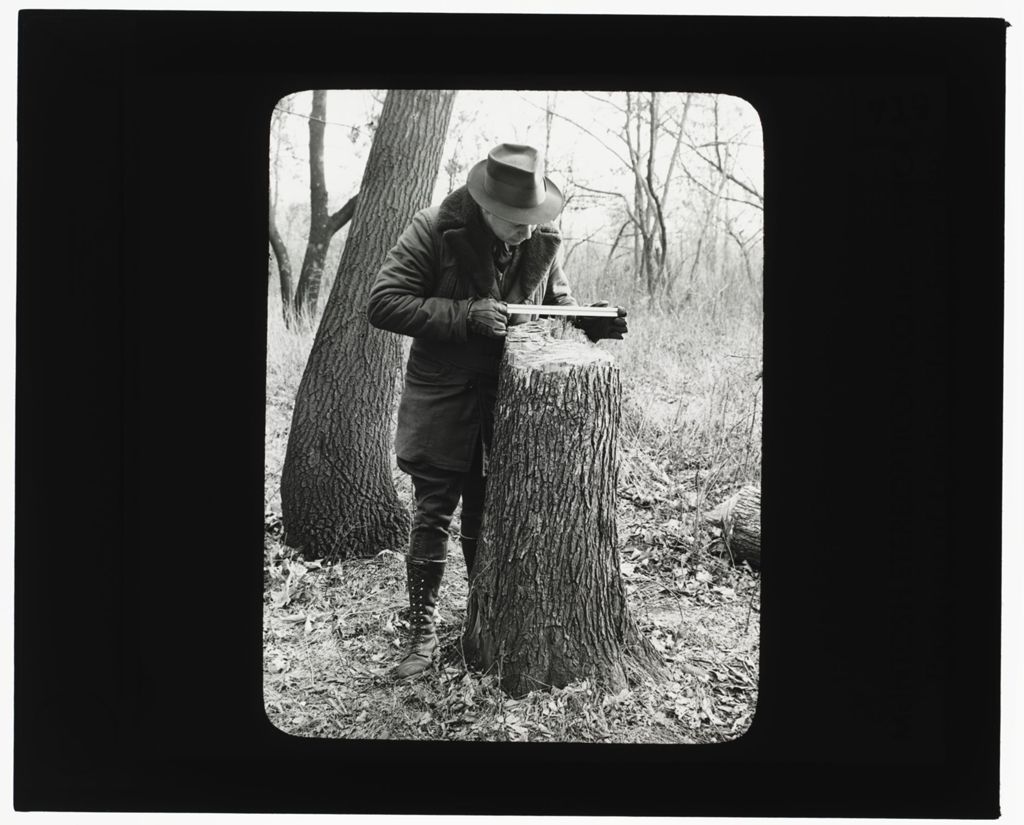 Miniature of Man Measuring Tree Stump