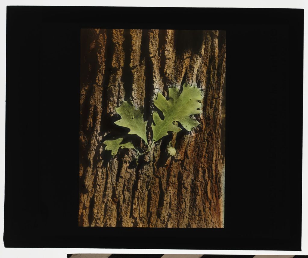 Miniature of Burr Oak