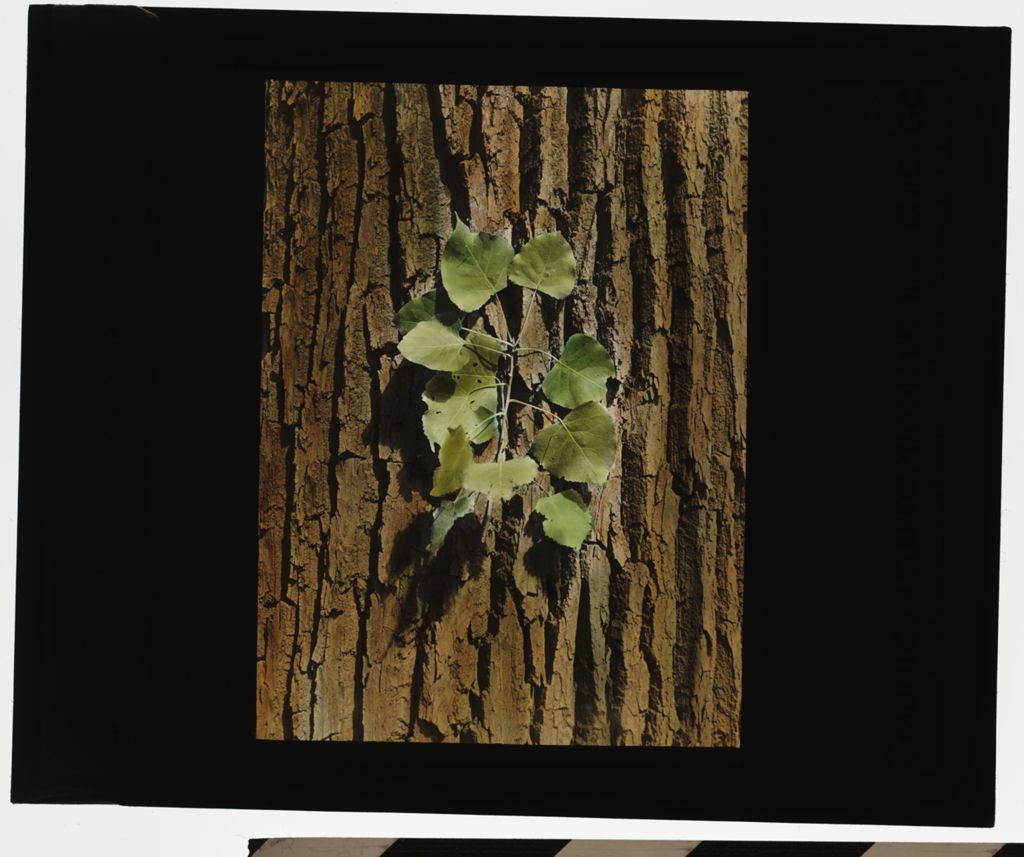 Miniature of Cottonwood or Poplar