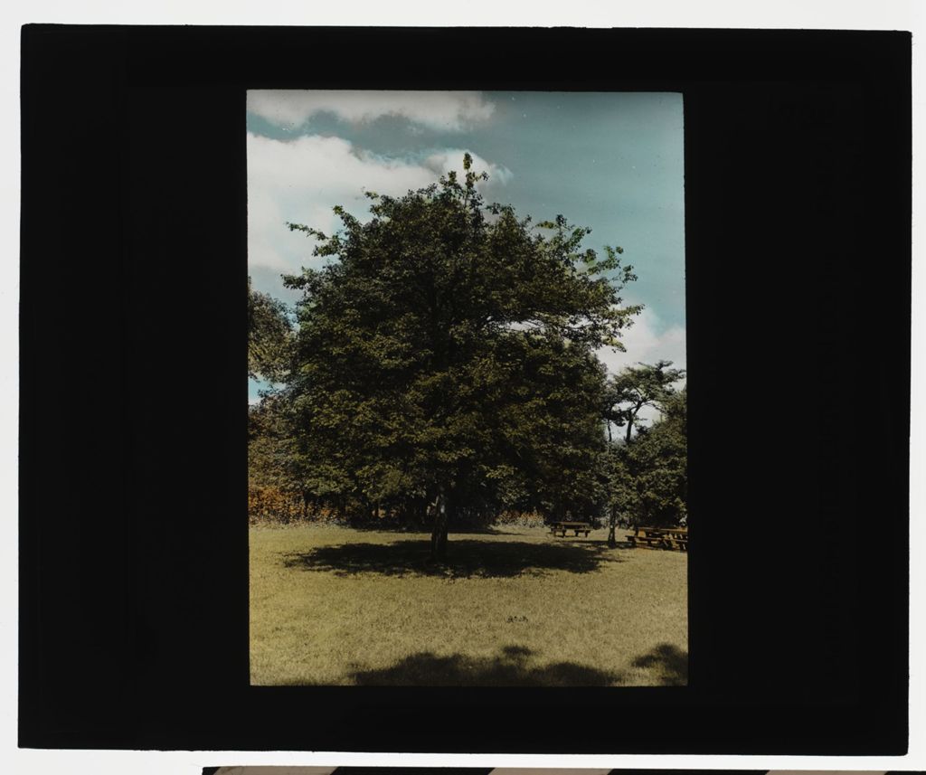 Miniature of Hawthorne Tree