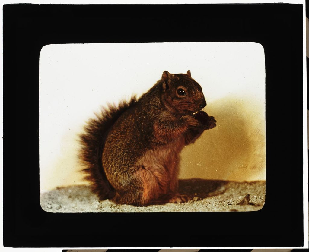 Miniature of Squirrel With Acorn