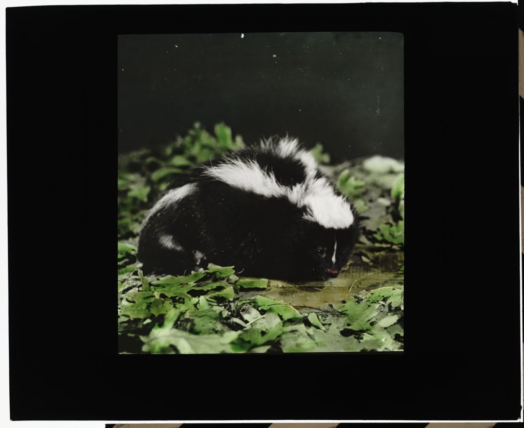 Miniature of Skunk