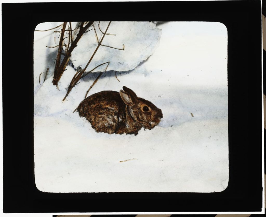 Miniature of Rabbit on Snow