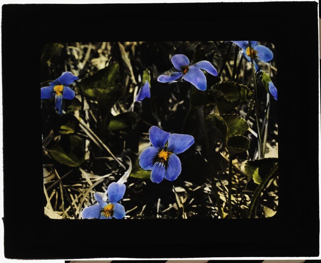 Miniature of Blue Violet