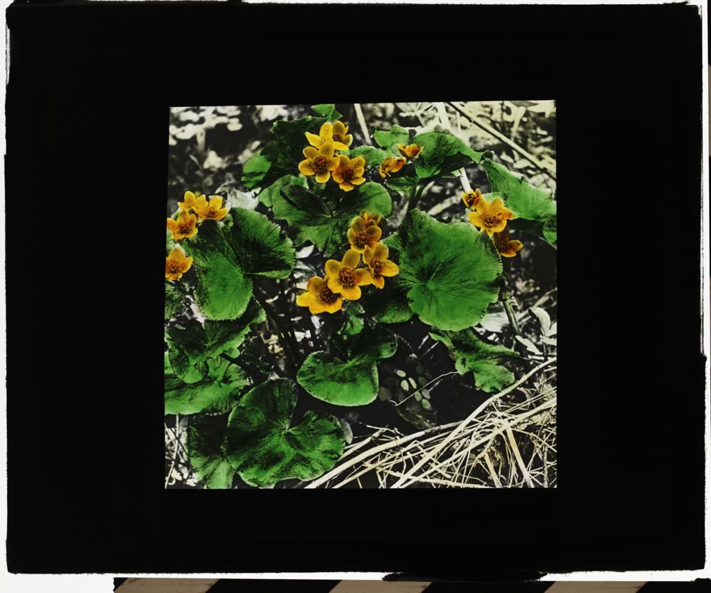 Miniature of Plants and Animals, Marsh Marigold