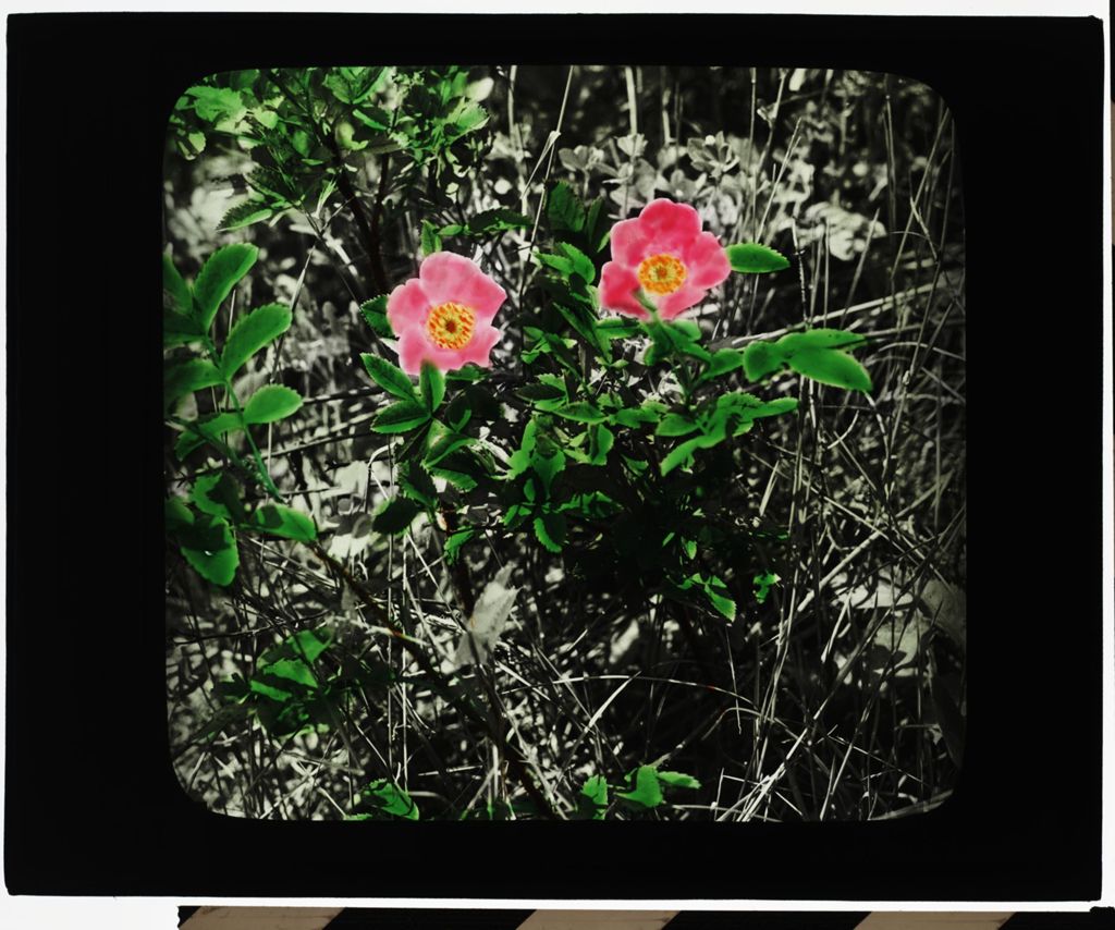 Miniature of Plants and Animals, Wild Rose