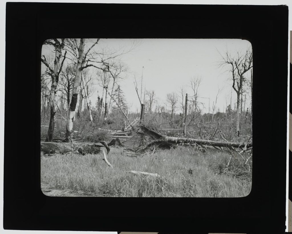 Miniature of Downed Trees