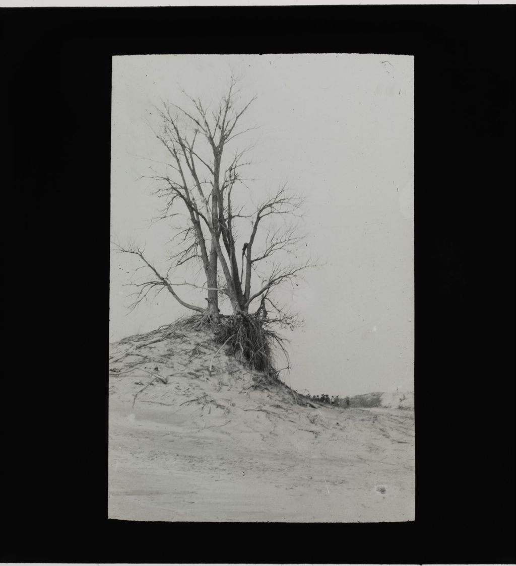 Dead Beach Trees