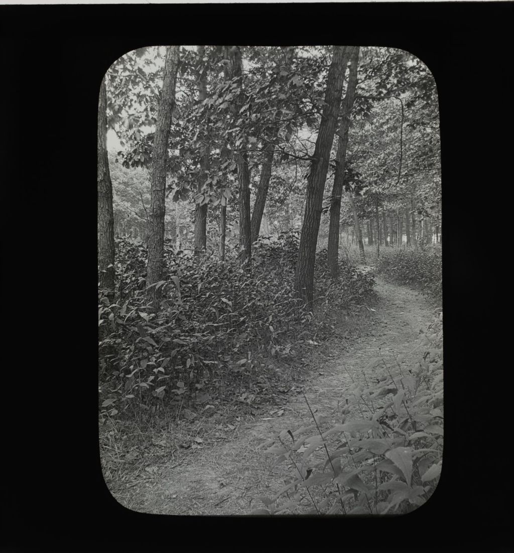 Miniature of Forest Trail