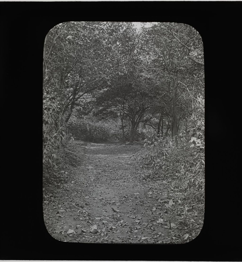 Miniature of Forest Trail