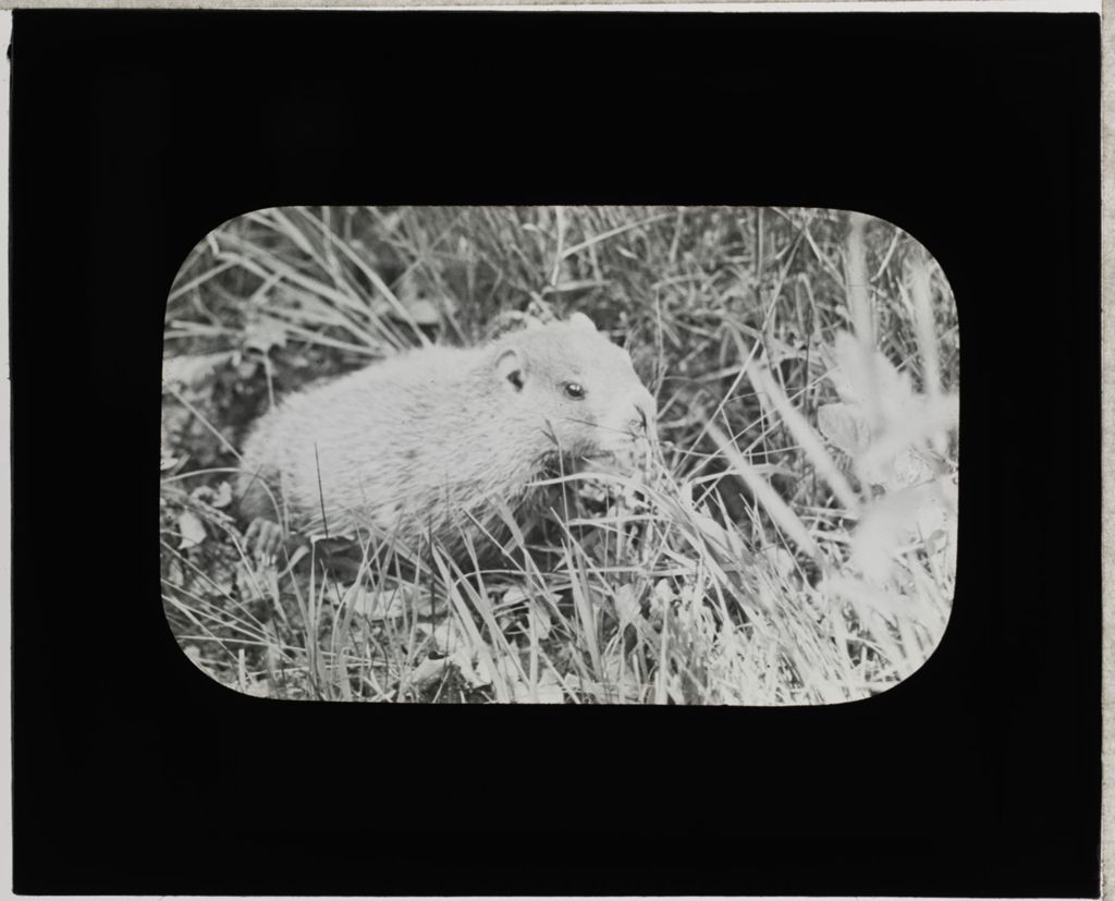 Miniature of Rodent