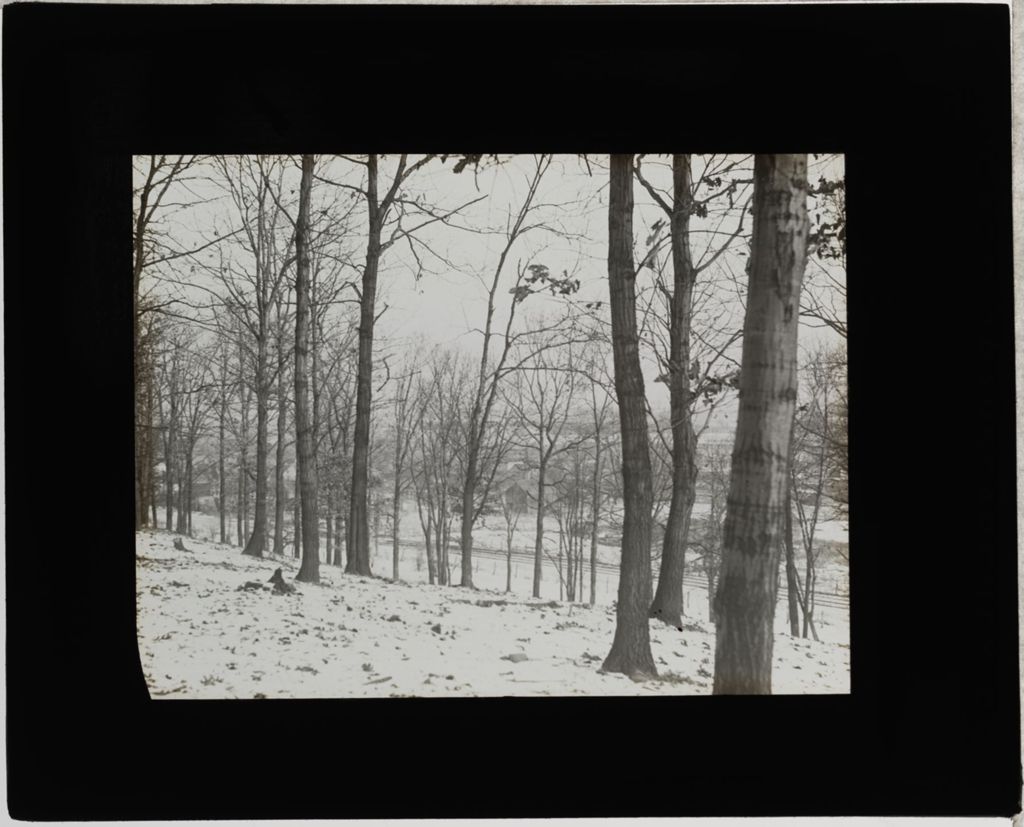Miniature of Forest in Winter