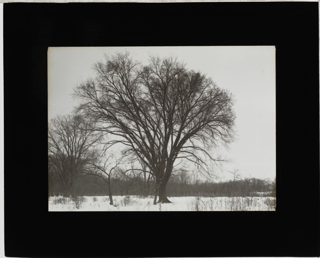 Miniature of Tree in Winter