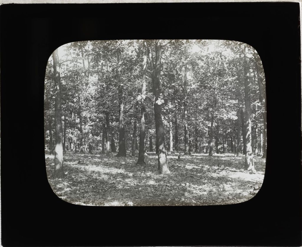 Miniature of Red Oak, Willow Springs