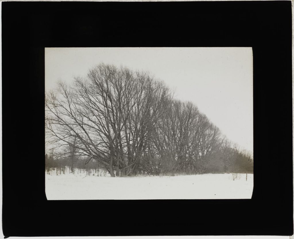 Miniature of Trees in Winter