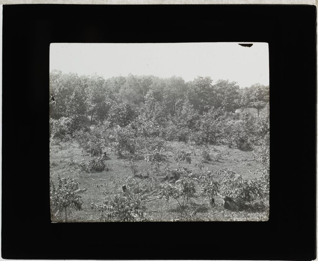 Miniature of Pasture Forest Lands, Willow Springs