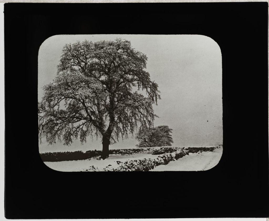 Miniature of Tree in Winter