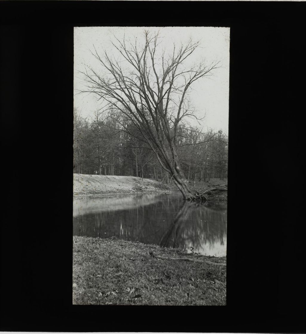 Miniature of Leaning Tree in River