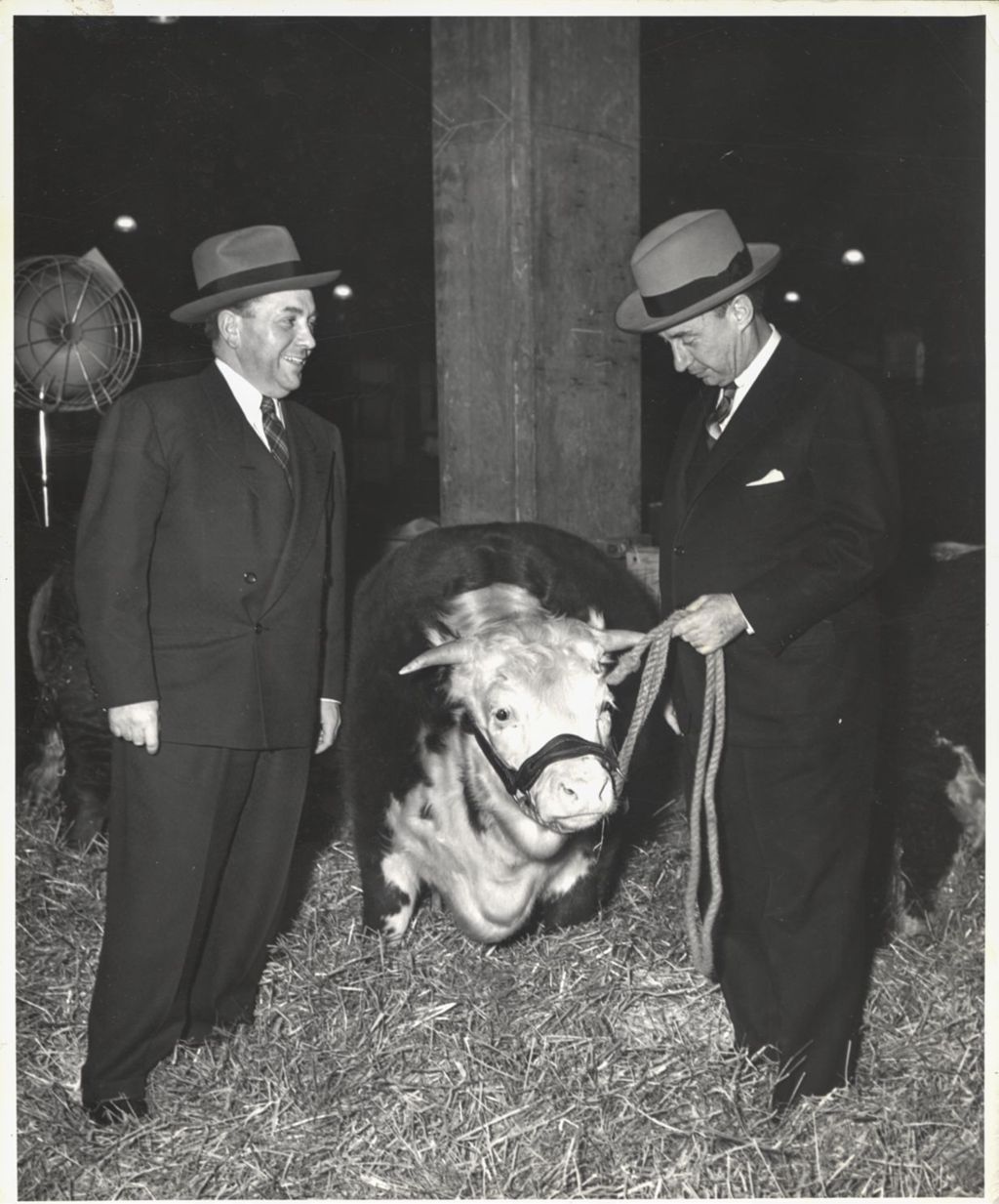 Richard J. Daley and Adlai Stevenson review cattle at a stock show