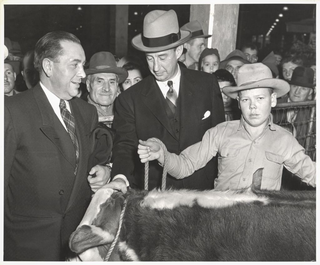 Miniature of Showing off a steer to Richard J. Daley and Adlai Stevenson II