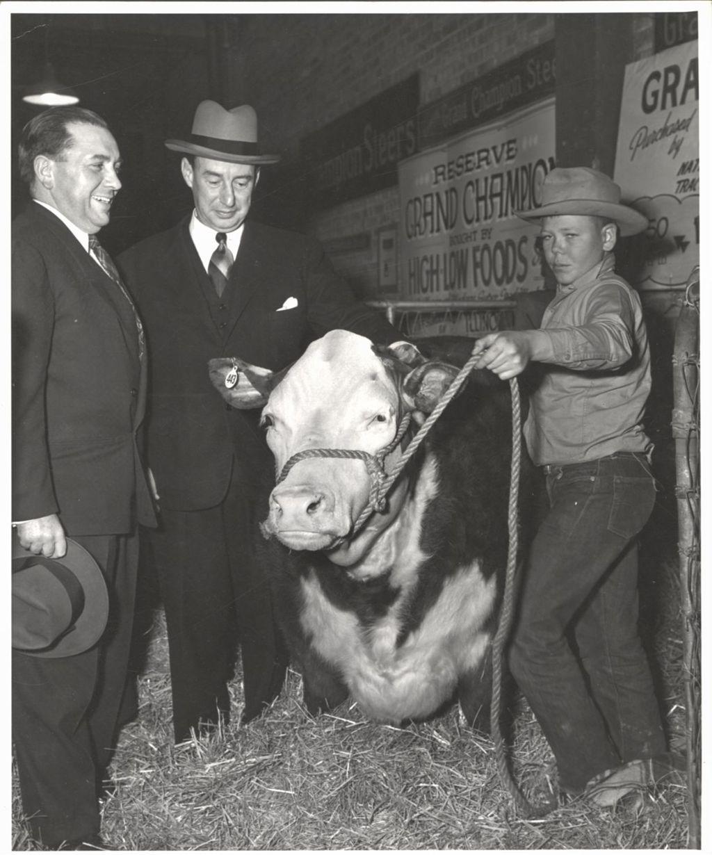 Showing off a steer to Richard J. Daley and Adlai Stevenson II